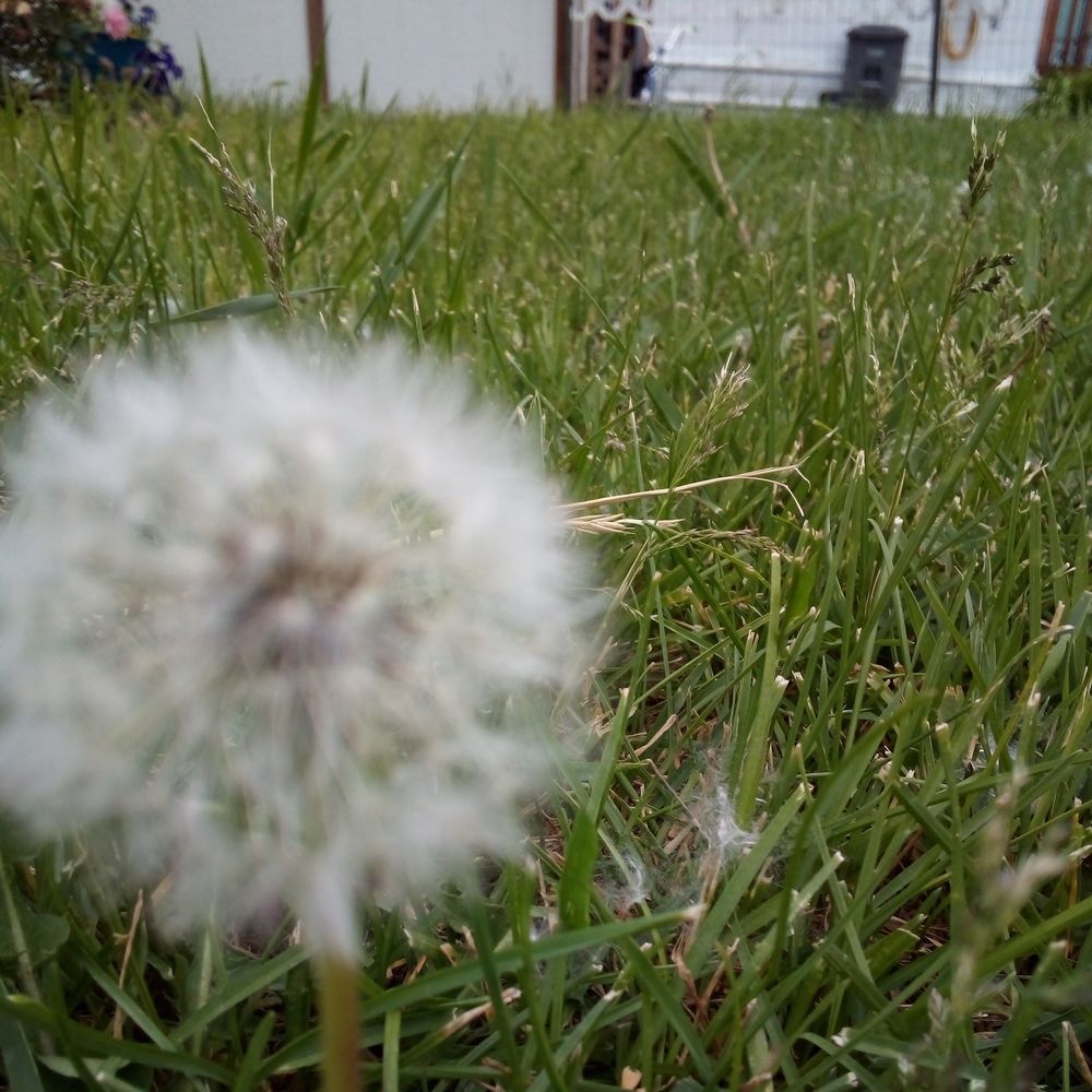 Meet your Posher, Lakota